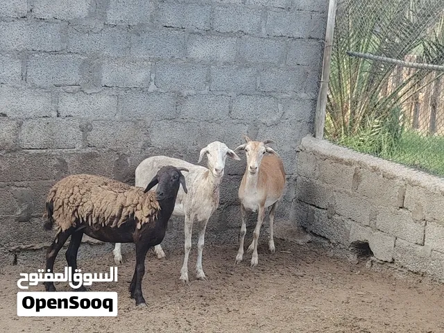 جعد لتربيه ما شاء الله نوادر