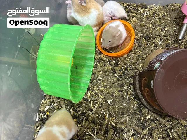هامستر للبيع مع قفص جديد