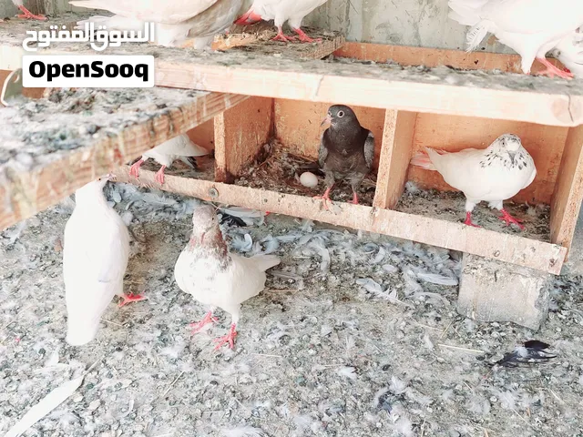 150 Pakistani pigeons