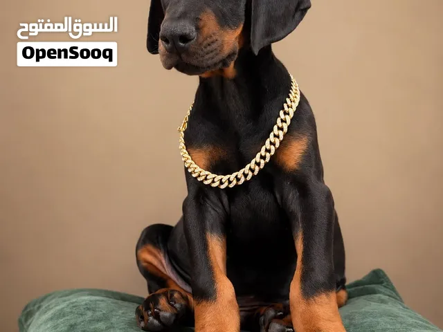 LAST AVAILABLE MALE DOBERMAN PUPPY – 2 MONTHS OLD