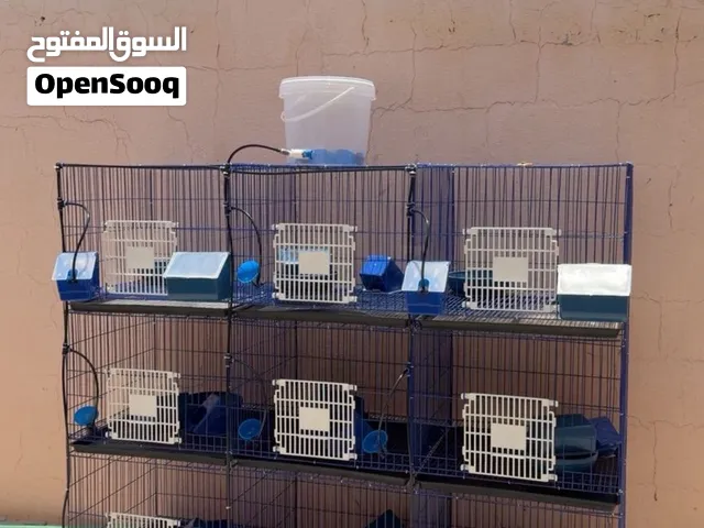 محاكر للحمام