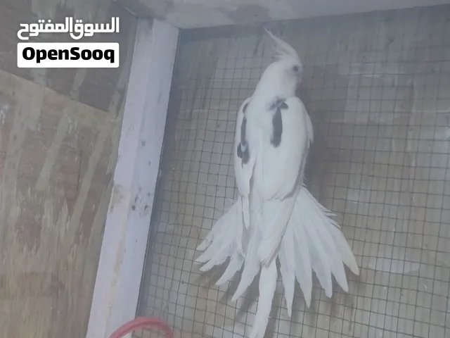 فحل كوكتيل مسوبع