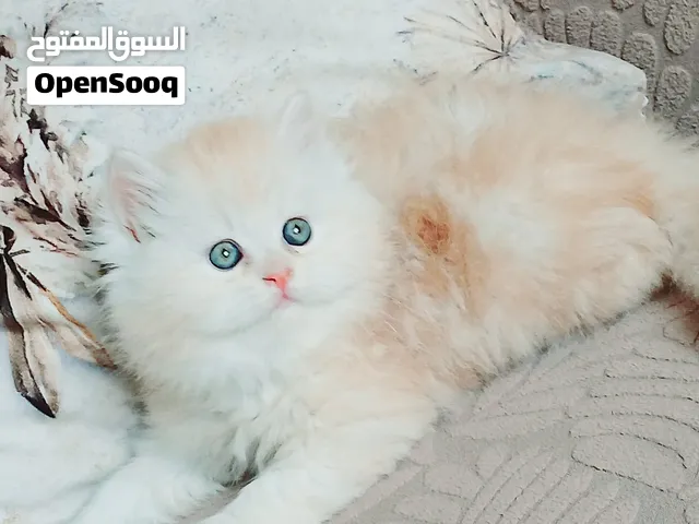 kittens Persian female and males 47days  used litter box //  //