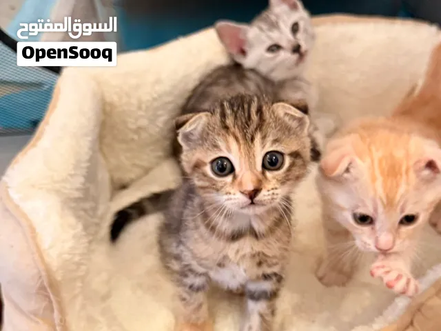Bengal × Scottish Kittens – 1 Month Old  قطط بنغال × سكوتش – عمر شهر