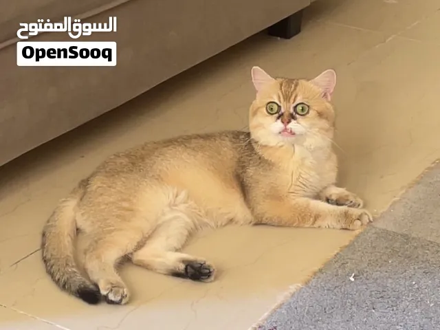 قطط سكوتش ذكر وانثى