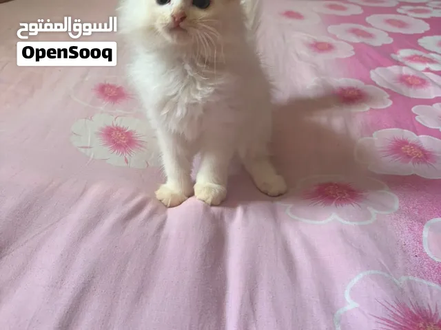 2-month-old kittens for sale