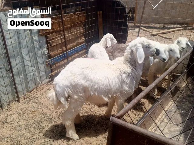 خروف للبيع