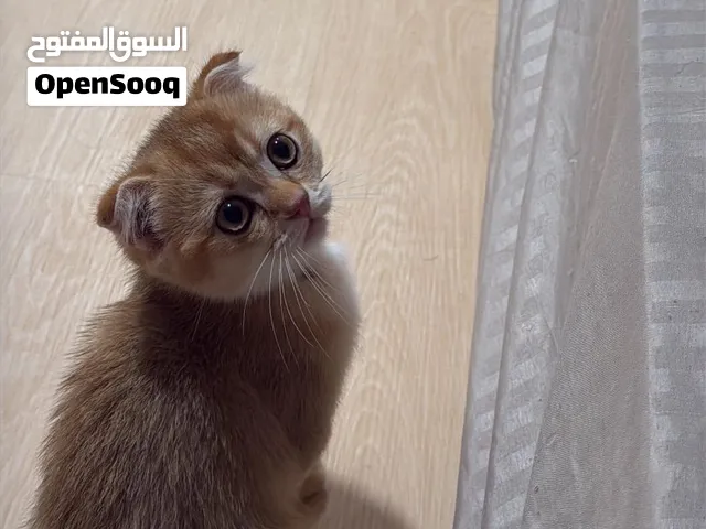 للبيع الام الرصاصيه سكوتش فولد 75، والاولاد ذكور سكوتش فولد مطلوب 130 قابل وسكوتش ستريت مطلوب 60