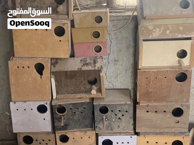 بيوت طيور حب ابو الحاضن وبيوت كبار نضيفات عدد فوك 17 وياهن حواضن زياده شلع ب80
