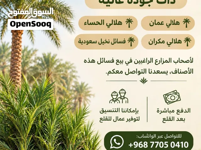 نشتري فسائل نخيل