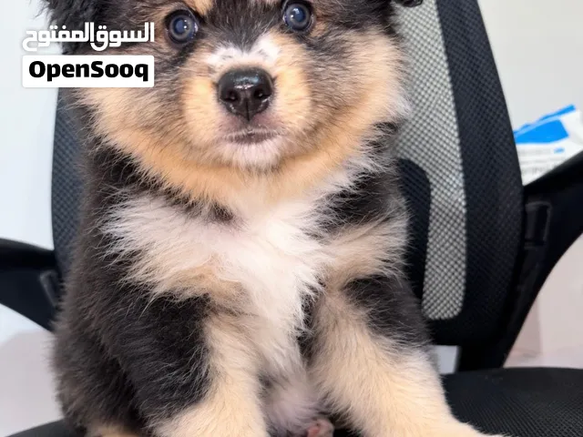 جرو جیرمن اشبیتز