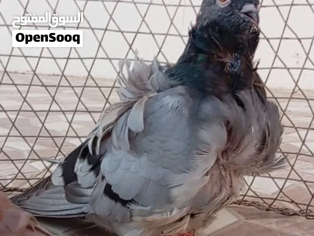 زوج كشكي  _