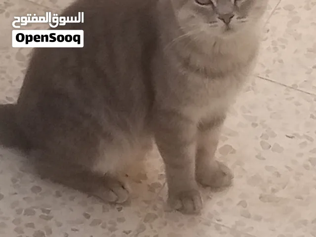 قط ذكر سكوتش فيلد