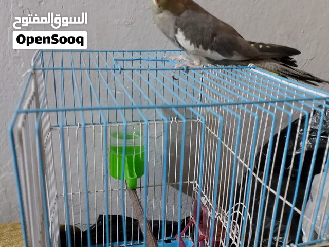 انثى كوكتيل مع قفص للبيع بسعر 30 الف