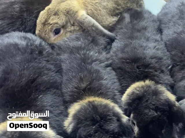 بيع الارانب بمختلف انواعها واحجامها وفصائلها
