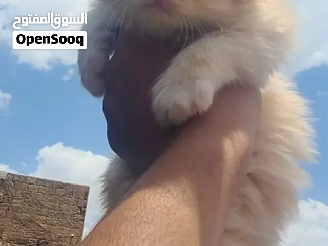 قطط شيرازي. عمر صغير للبيع