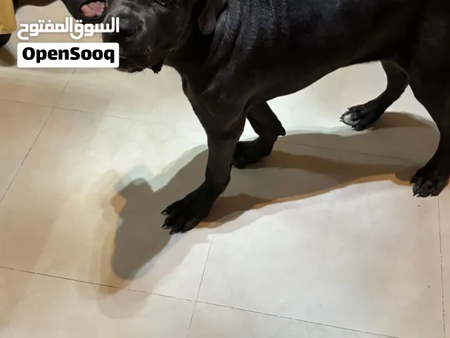 Cane Corso