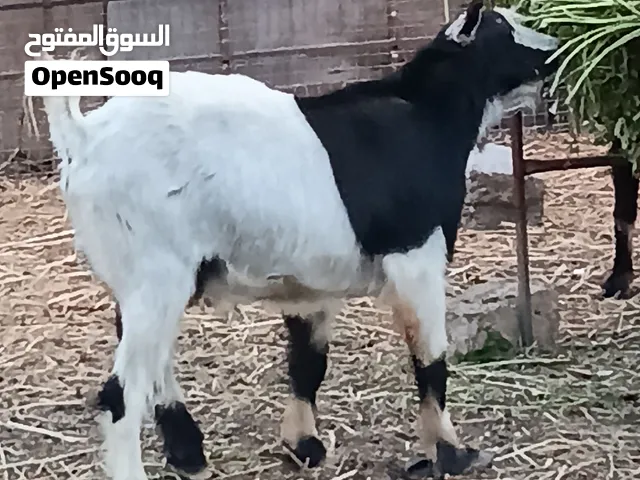 تيس عماني فحل حار