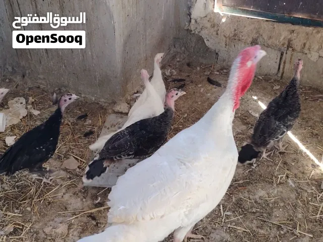حبش وبط بلدي للبيع