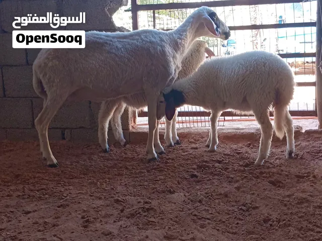 نعجة ثومية تحتها خروف وفطيمه وسنه أول جمع