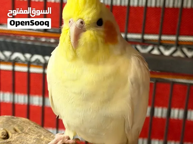 طير كروان (كوكاتيل)