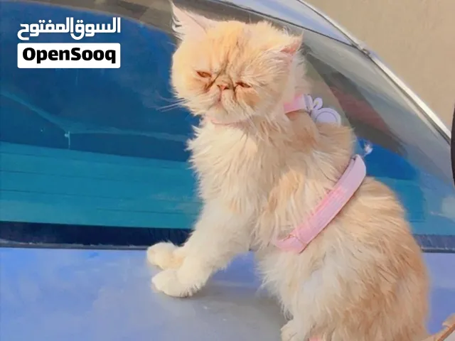 انثي بكي فيس بيور
