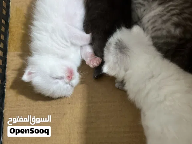 بيع قطط سكوتش فولاد