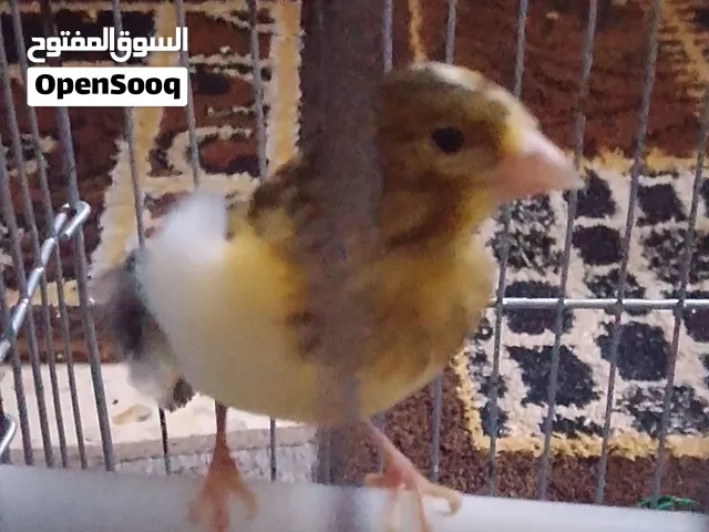 طير كناري جاهز