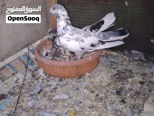 موجود جوزين حمام جوز مصري جوز باكستاني