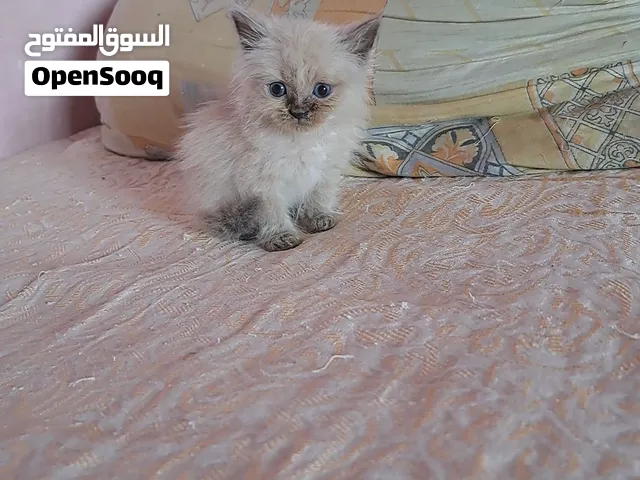 قطط مختلف الاعمار