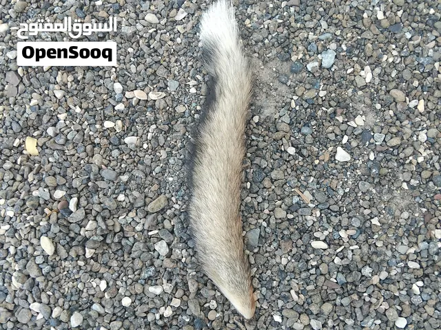 للبيع ذيل العوس