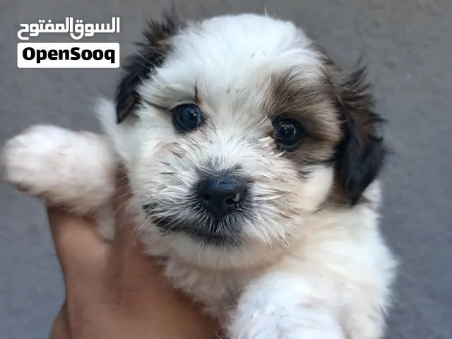 كلاب زينه حجم صغير ما بكبر