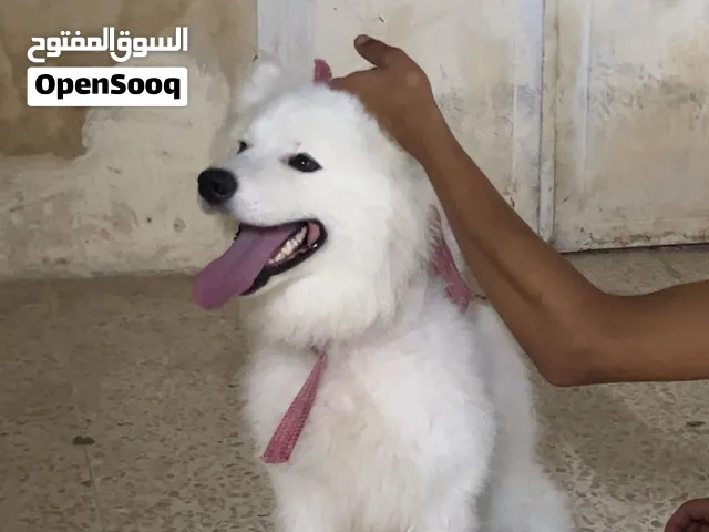 كلب سموايد للبيع