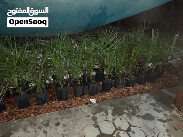 فسائل برحي أقره الوصف