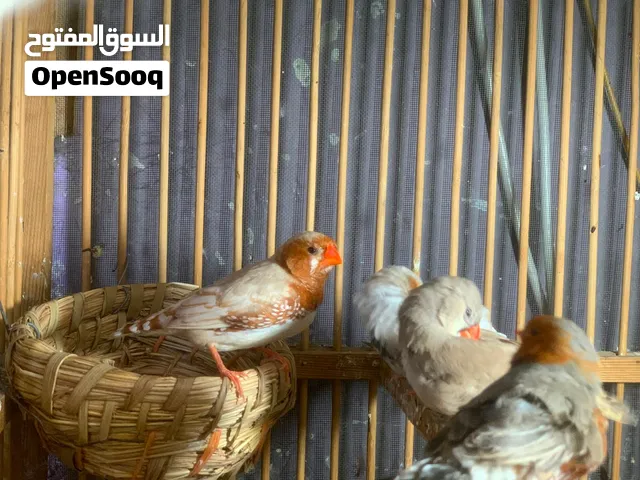 السلام عليكم زوج الفحل اورج ازابيل سوبر جامبو ونثيه جابو ازابيل جاهزات كلش