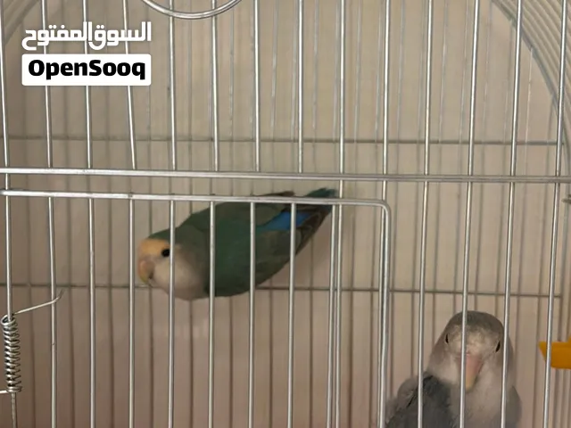 طيور الرولز