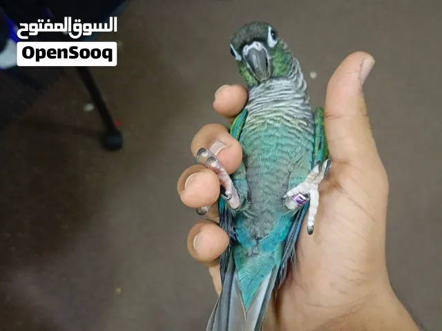 for sale conure pair turquoise and sennamon super hand tamed