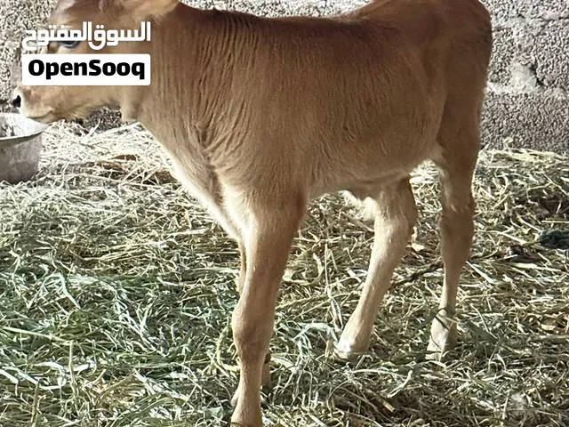 عجل سلاله عمانيه ذكر