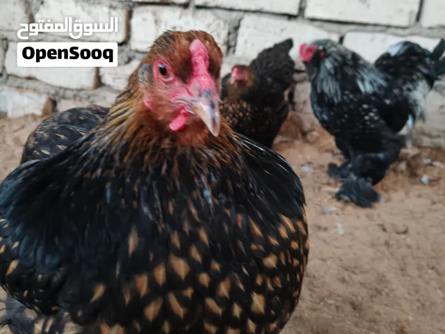 متوفر كوبيه ابراهما سبريت موصفات تبارك الرحمن  المكان طربلس  3دجاجات و2فروج