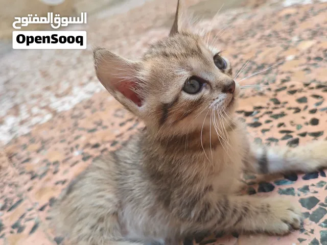 قطط للتبني