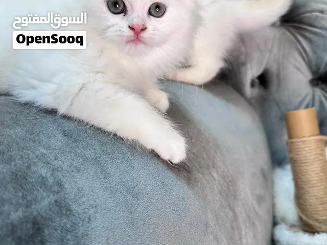 القط شيرازي ميكس فيرجن عمرهم شهرين ونص كتير حلوين متعودين ع الليتر بوكس
