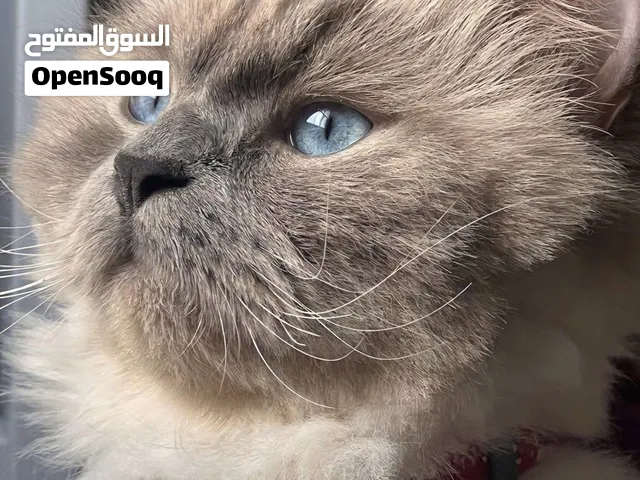 قط ذكر معقم