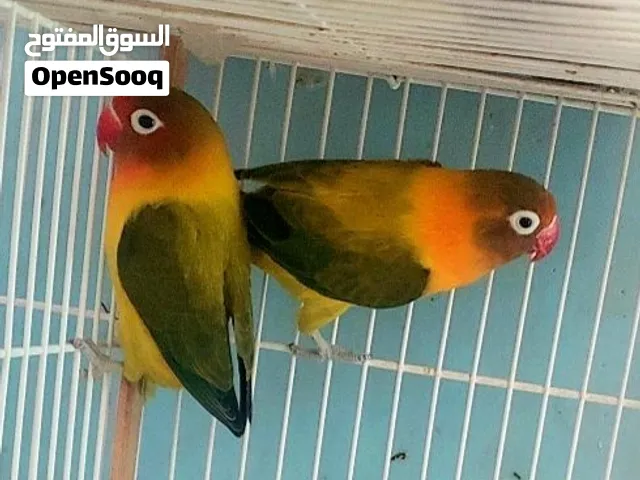 طيور الحب ( ببغاء فيشر ) زوج منتج
