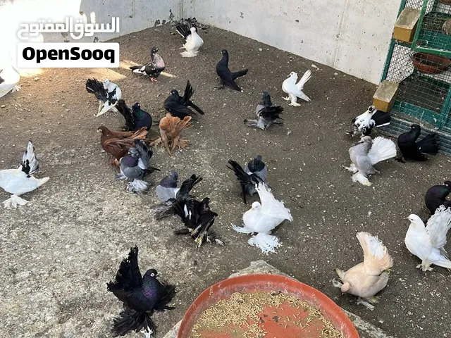حمام كرنجو ورستوف طير بي  10 فرديات الزواج يختلف السعر وحسب ألوان يختلف. السعر
