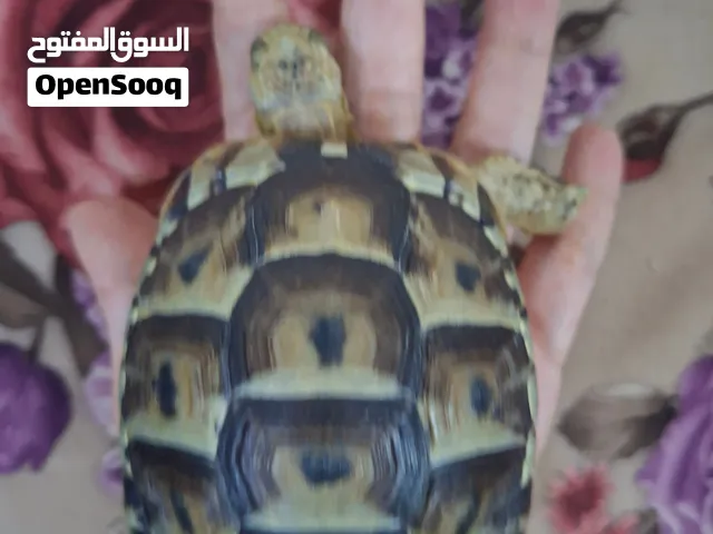 سلاحف بري لبيع