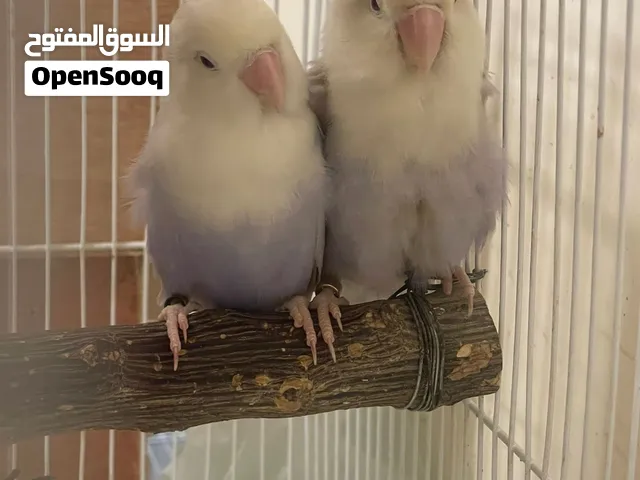 للمحبين النوادر زوج لون لافندر ومنتج قرنتي