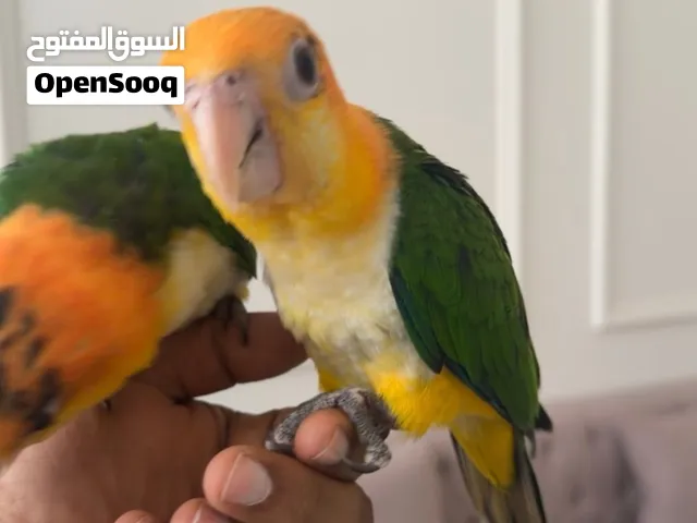 Caique white belly