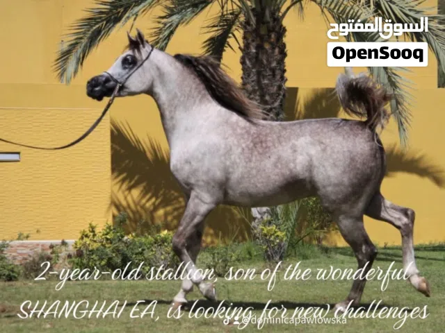 Arabian stallion by Shanghai show horse