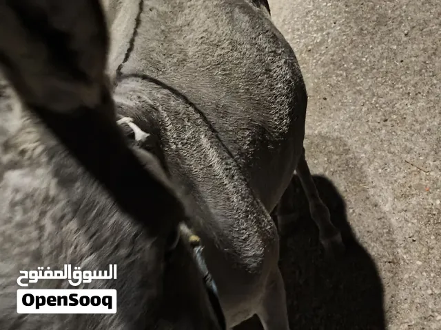 حماره عشار شهر