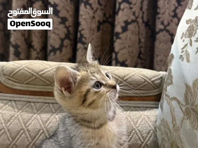 قطة صغيرة للتبني